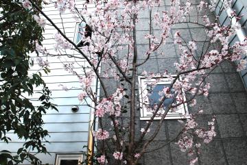 事務所入り口の桜