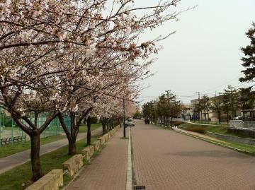 桜満開2011