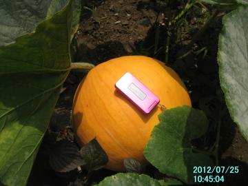 big pumpkin1