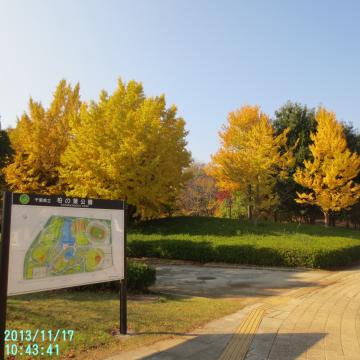 柏の葉公園紅葉１