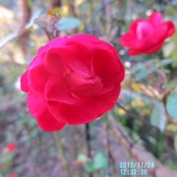 red polyantha roses at backyard