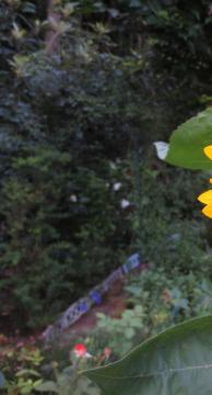 the first sunflower at backyard