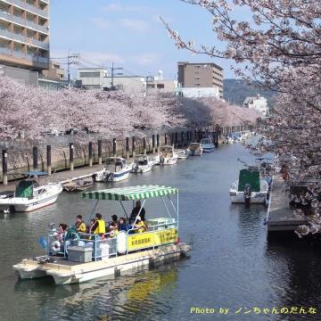 高知・・・日航旭ロイヤルホテル前の堀川の桜