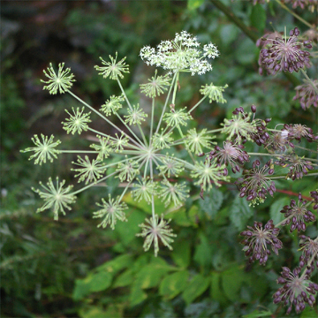 お山の白い花火