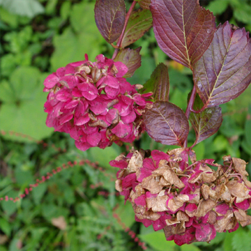 秋の紫陽花