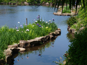 1・池にうつる花菖蒲