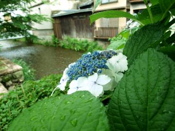 祇園白川の紫陽花
