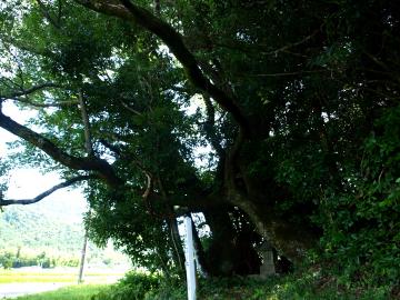 クスノキ巨木