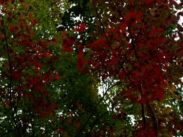秋の装い　モミジ　紅葉