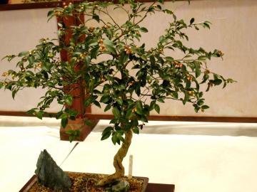 椿の花　椿盆栽