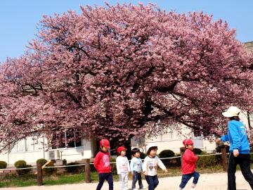 向島小学校桜