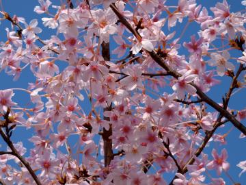5月の桜