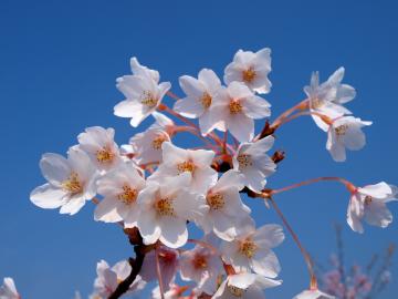 5月の桜