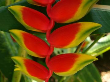 ヘリユニア・ロストラータ　熱帯植物
