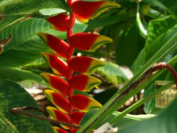 ヘリユニア・ロストラータ　熱帯植物