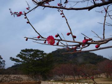 萩城　梅の花