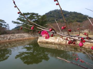 萩城　梅の花