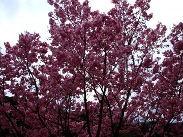 陽光　桜