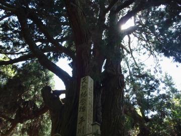 天然記念物　巨木