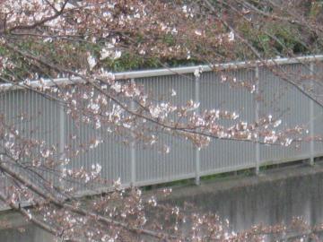 桜開花一部