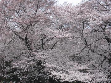 小金井公園