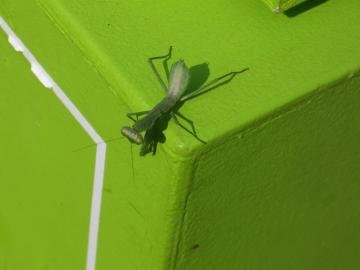 潮風公園カマキリ