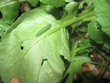 大根惨状青虫