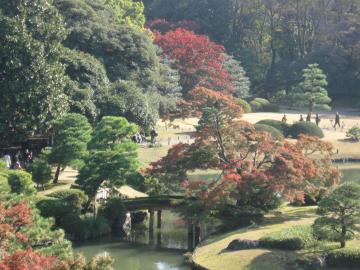 六義園紅葉拡大