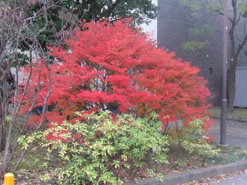 ドウダンツツジ紅葉