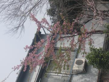 現調桜