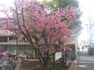 寒緋桜