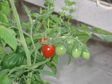 トマト収穫２