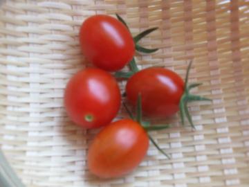 トマト収穫4つアップ