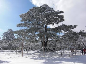冬の兼六園大樹