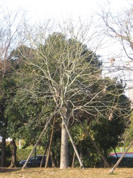 アオギリ冬樹形大