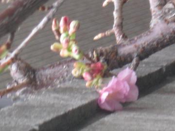 ２月の桜ｱｯﾌﾟ