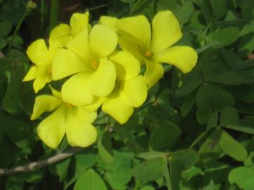 外来種カタバミ黄花ｱｯﾌﾟ