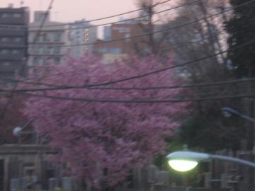 山桜満開