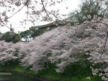 千鳥が淵桜