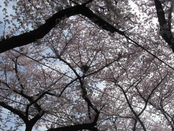 桜の中のカラスの巣