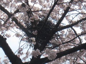 桜の中のカラスの巣