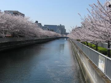 運河沿い桜