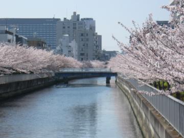 運河沿い桜2