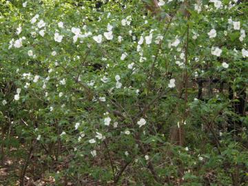 シロヤマブキ花ｱｯﾌﾟ