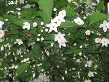 ｴｺﾞﾉｷ花ｱｯﾌﾟｱｯﾌﾟ