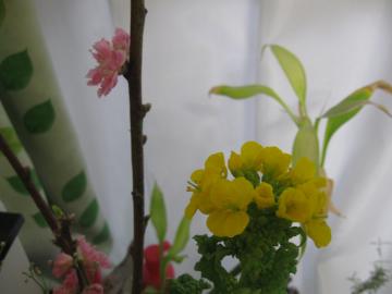桃の節句菜の花