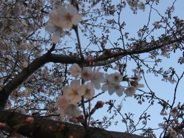 満開の桜ｱｯﾌﾟ