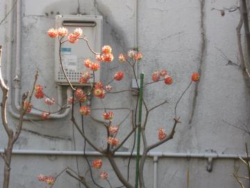 アカバナミツマタ花