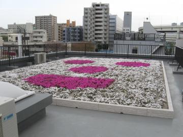 屋上緑化・芝桜