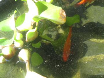 金魚稚魚黒